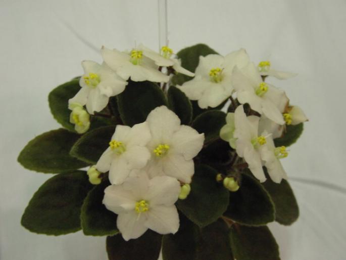 Orchards_Night_Light_2005avsa - violete de pe net 1