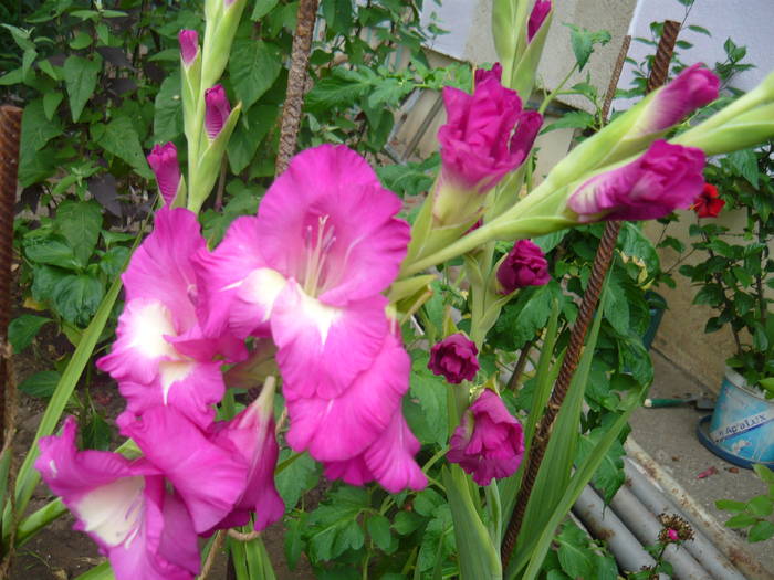 P1000885 - GLADIOLE SI CRINI