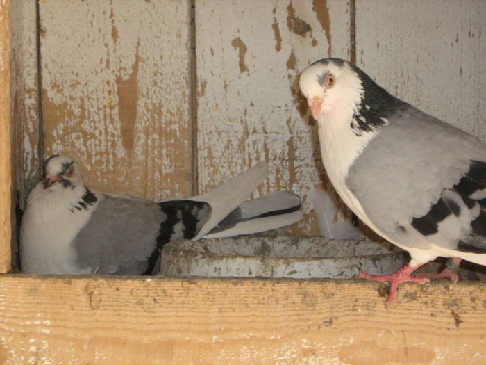 Dati la Tudor - D- Porumbei JUCATORI DE GALATI VANDUTI Album 1