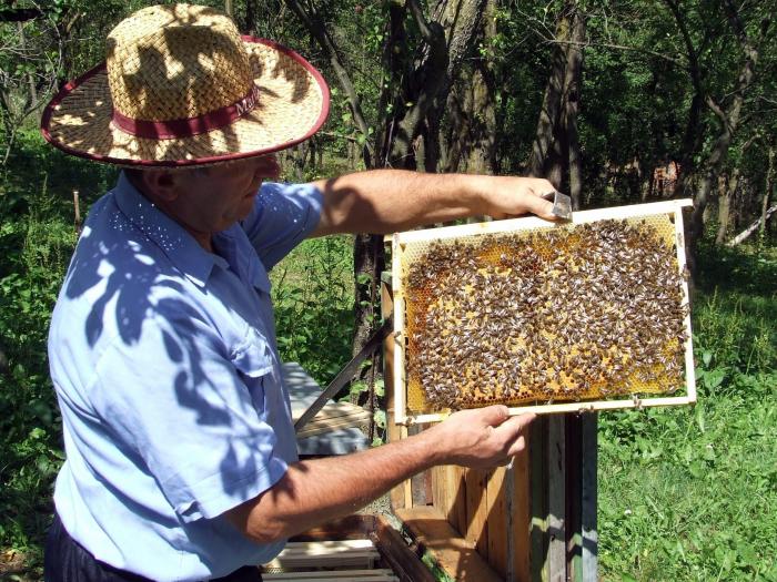 DSCF1206 - apicultura