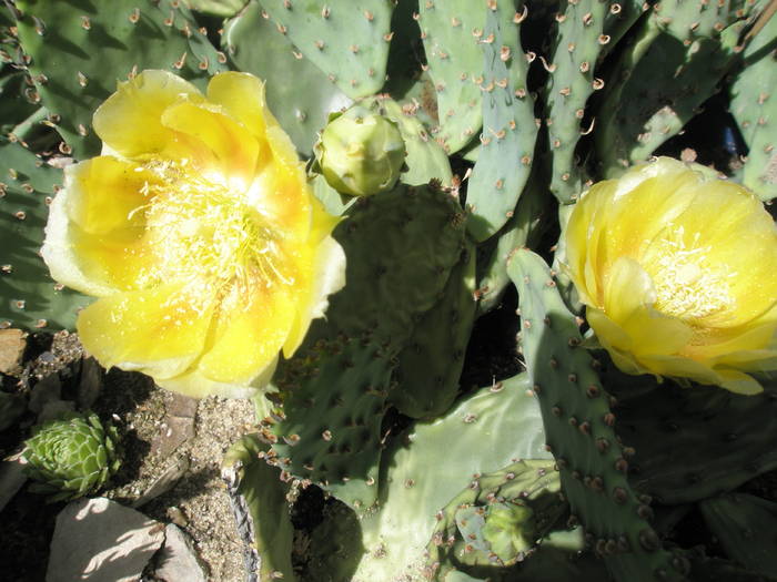 Opuntia de exterior cu flori 31.05 - Opuntia