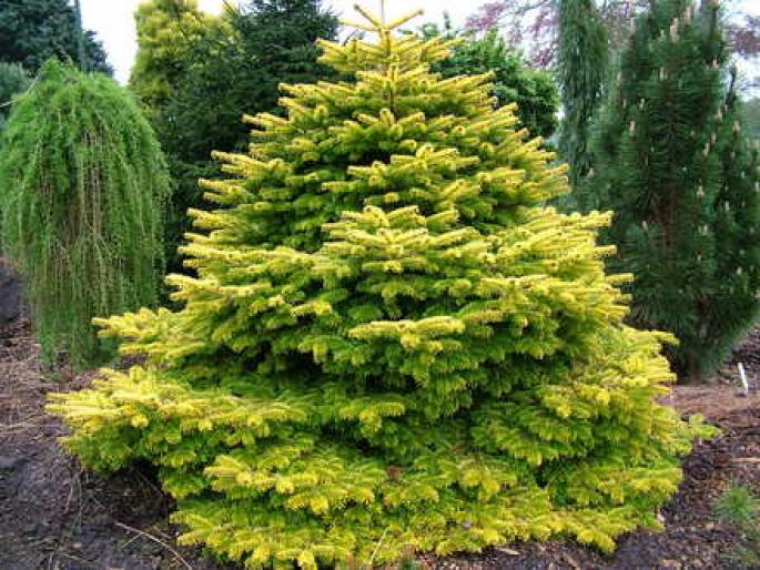 ABIES NORDMANIANA.1 - Plante rasinoase