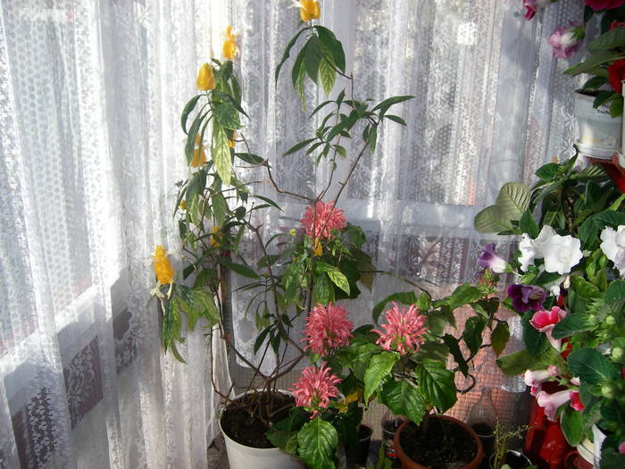 Flori