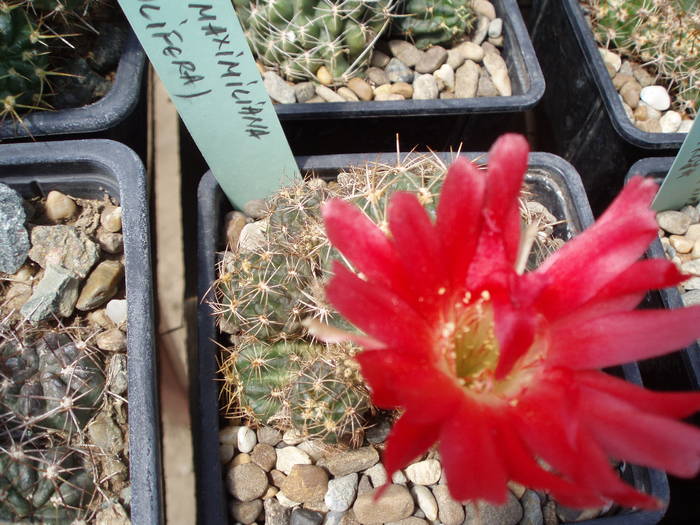 Lobivia maximiliana v prolifera