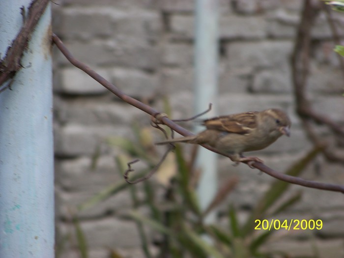 100_0975 - Primavara in curte  Timisoara