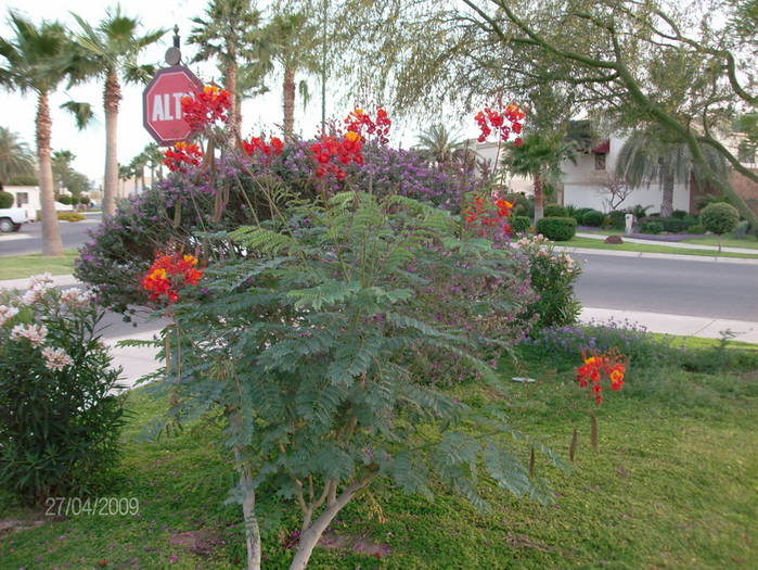 HPIM1467mic - Flori si plante in Mexic