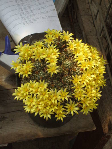 Dolichotele surculosa