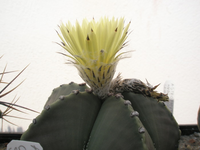 Astrophytum myriostigma v. nudum - 28.08