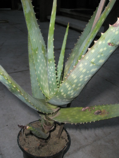 Aloe hereroensis - 10.09 - SUCULENTE 2009