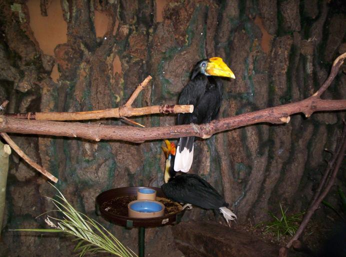 centrul papagali (200)