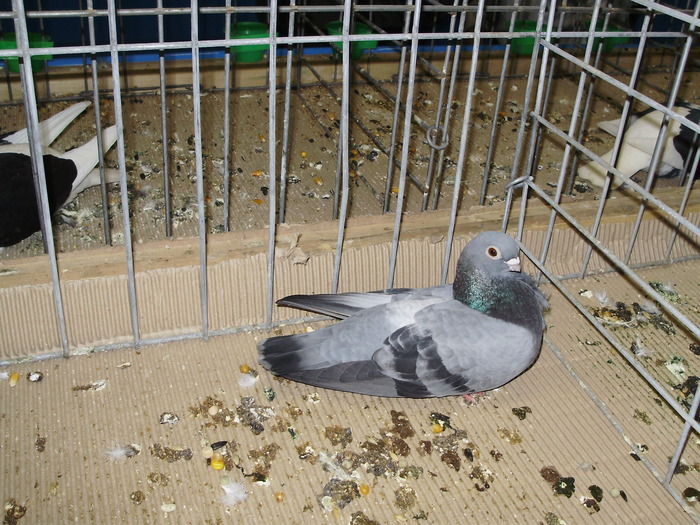 10264 fig 1