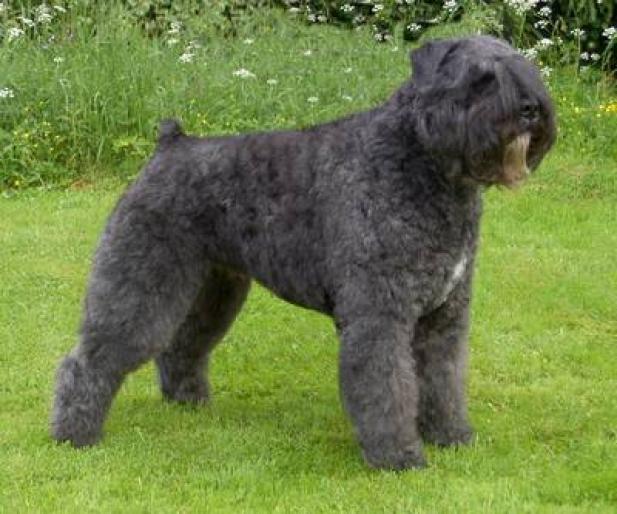 BOUVIER DES FLANDRES - RASE CAINI