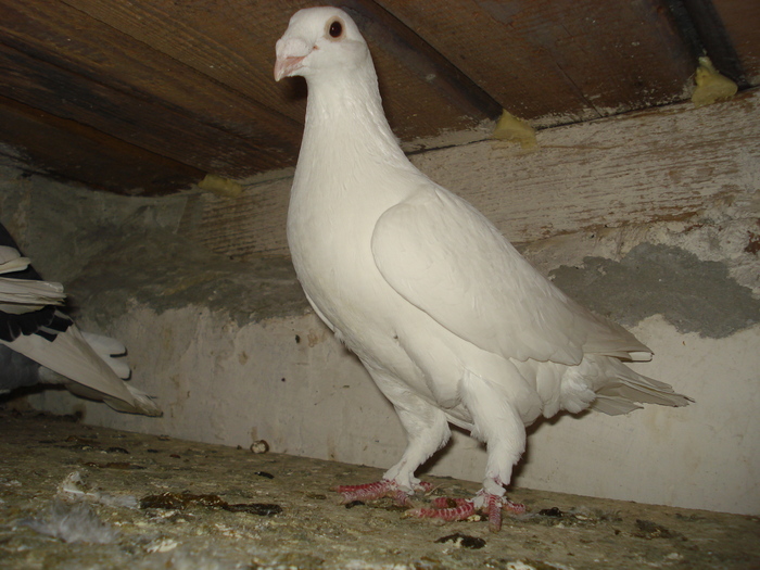 DSC03422 - 2 Voiajori albi de frumusete