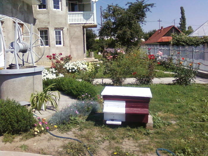 Fotografii-0020 - apicultura