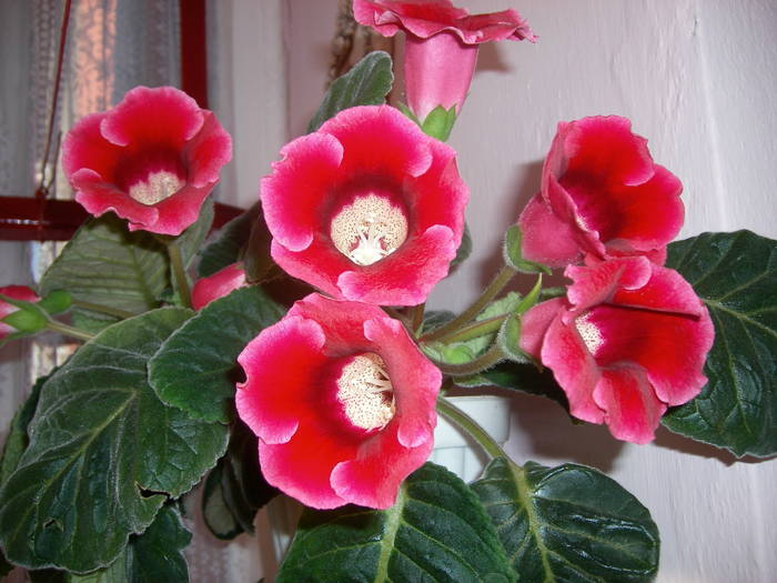 Gloxinie rosie simpla - Flori - 2009