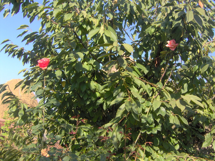 IM000239 - trandafirii in octombrie 2009