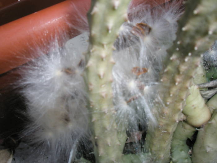 seminte de Hurnia schneideriana - FRUCTE de cactusi si suculente