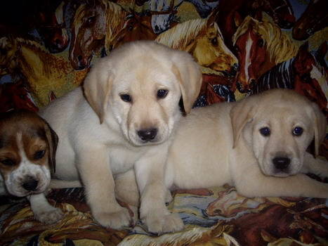 Labrador Retriever si Beagle - Labrador Retriever