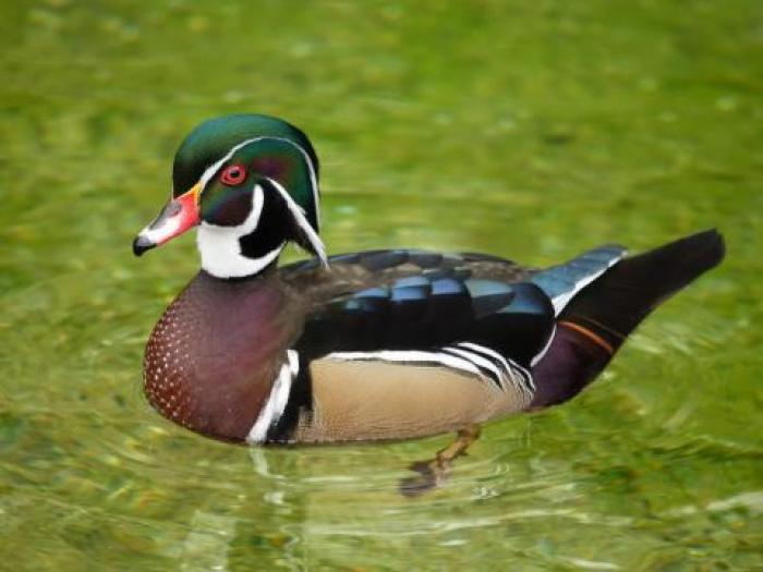 Imagini cu Animale de apa_ Imagini Animale Frumoase - Animale