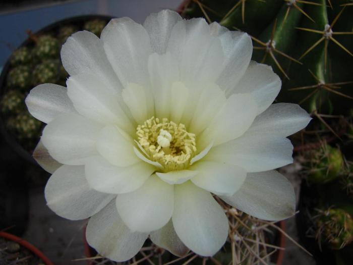 Gymnocalycium denudatm