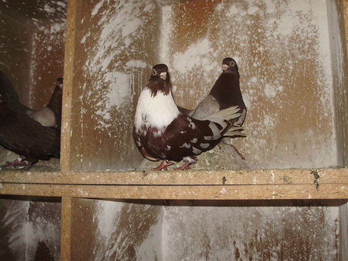 P9061380 - 1709 Marian Anghel