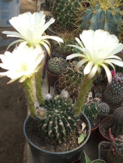 Echinopsis