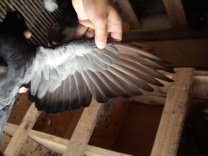 Picture 162 - Raicu 1