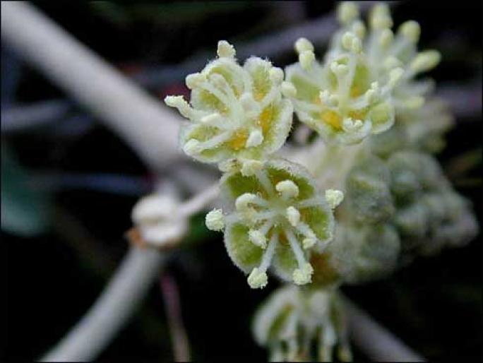 croton - flori