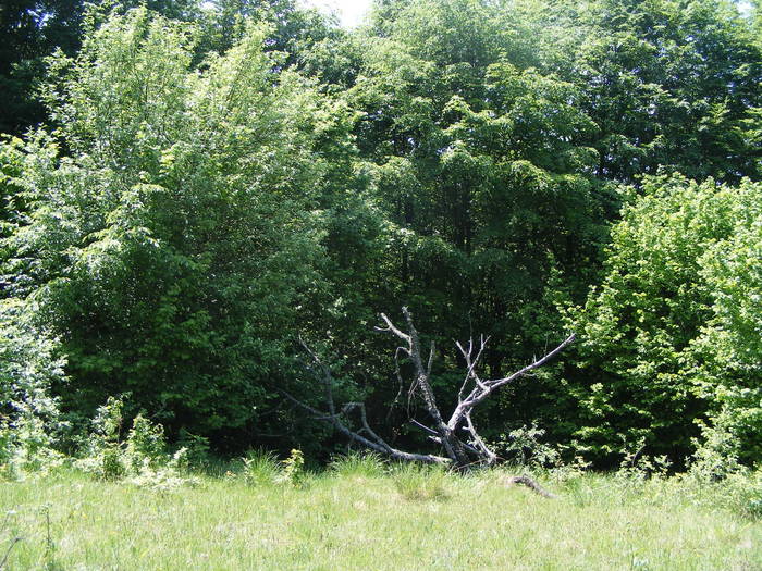 DSCF1068