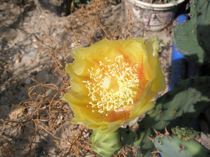 floare de Opustia sp.( macrorhiza ) - 12.08 - Opuntia