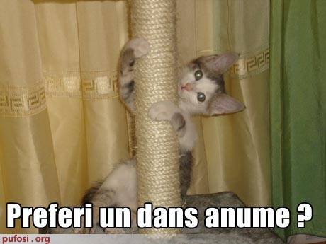 poze-amuzante-poza-amuzanta-pisica-danseaza-la-bara