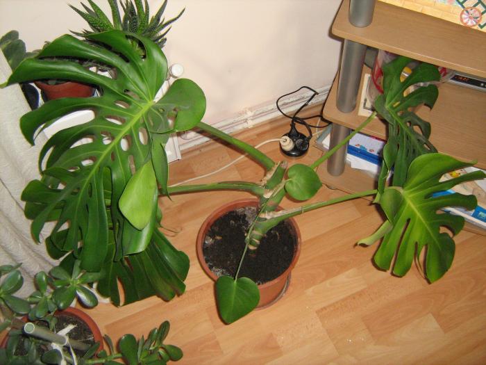 monstera - floricele