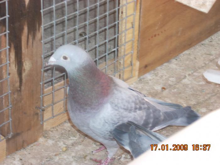 DSCN1962 - porumbeii pentru repr 2009