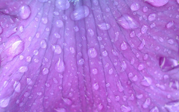 89_purpleflower_1440x900