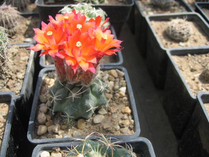 Matucana paucicostata