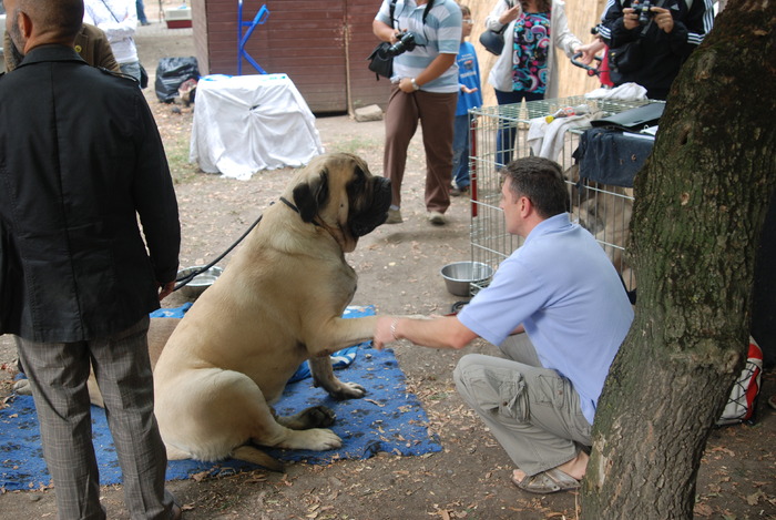 DSC_0150 - Concurs international de frumustete canina 2009 TgMures