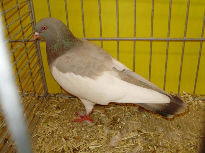 15541 elsterpurzler dil 0 - 1505 partea 7