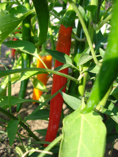 Tokyo Hot Pepper (2009, August 18) - Tokyo Hot Pepper