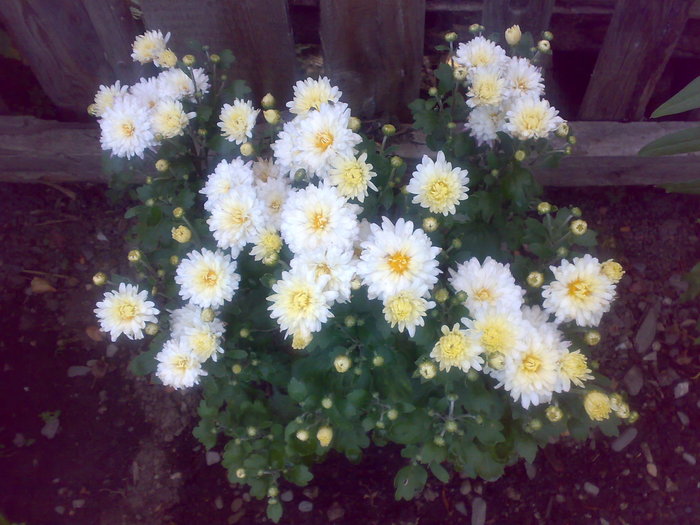 crizanteme albe - Florile din gradina mea - 2009