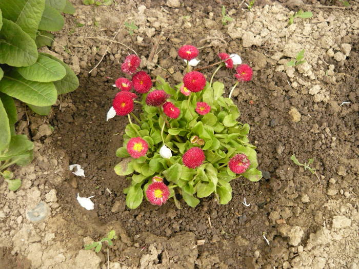 Bumbisori rosii - Flori TICAU
