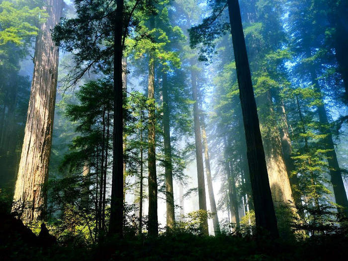Aero Woods