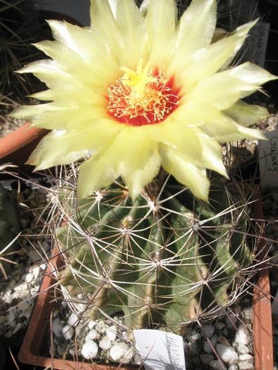 Hamatocactus setispinus - 29.06 - DIVERSE specii de cactusi
