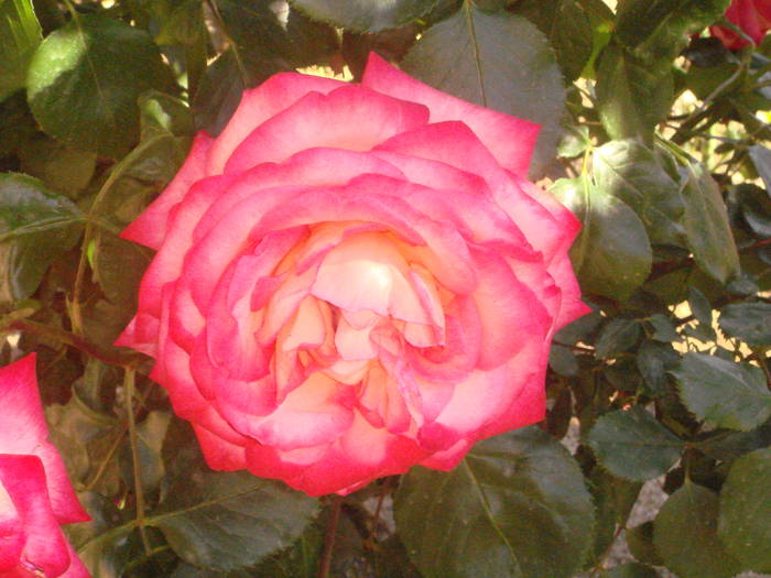 DSC01295 - trandafiri Romaniei