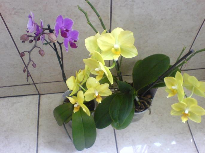 cele 2 phale - orhidee