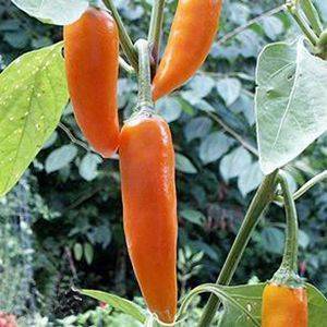 Bulgarian Carrot Chili Pepper - Bulgarian Carrot Chili Pepper