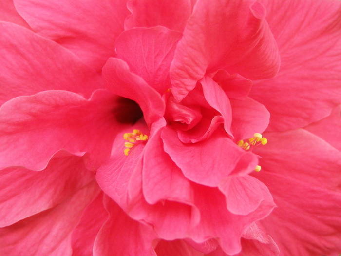 PKHNDWFBXPJNGZAQLNO[2] - poze cu flori roz si alte culori