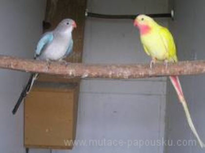 small_lutino_modry[1] - papagali deosebiti