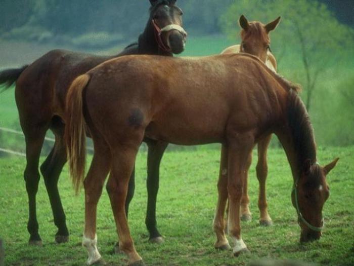 NRZEBTGPTHBFJMFFWWC[2] - poze animale