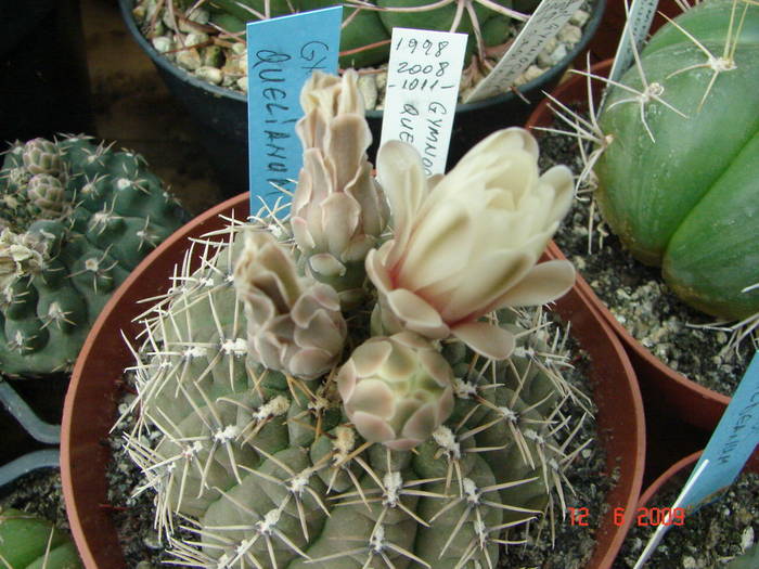 DSC06101