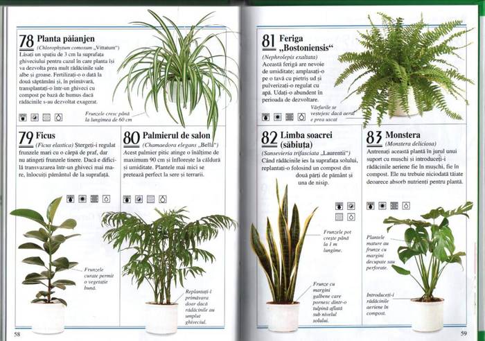 29 - informatii plante